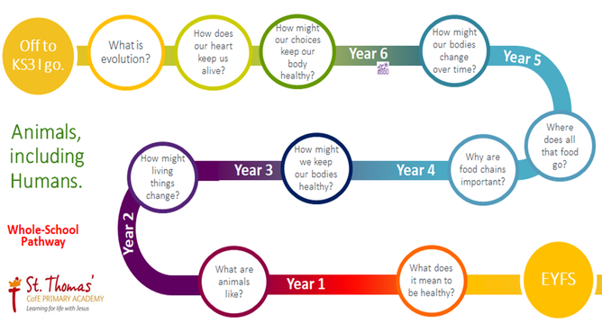 St Thomas' CofE Primary Academy - Animals Including Humans